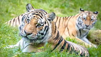 wildpark lüneburger heide