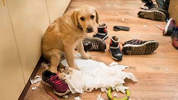 Hundehalter-Haftpflichtversicherung