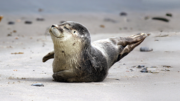 westküstenpark & robbarium st. peter ording